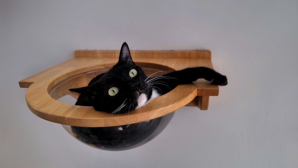 cat pod attached to a wall