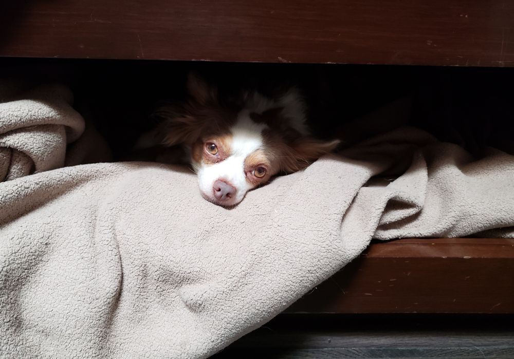 pet-friendly home design for your pets