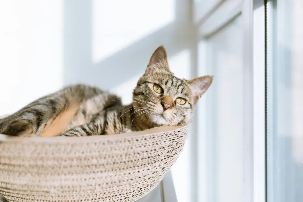 create relaxing space for your pets